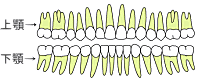 歯列