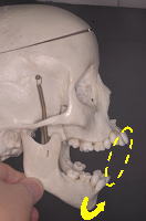 下顎骨の運動