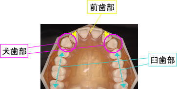 犬歯部　前歯部　臼歯部