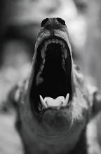 犬は狼を祖先にもつ肉食動物